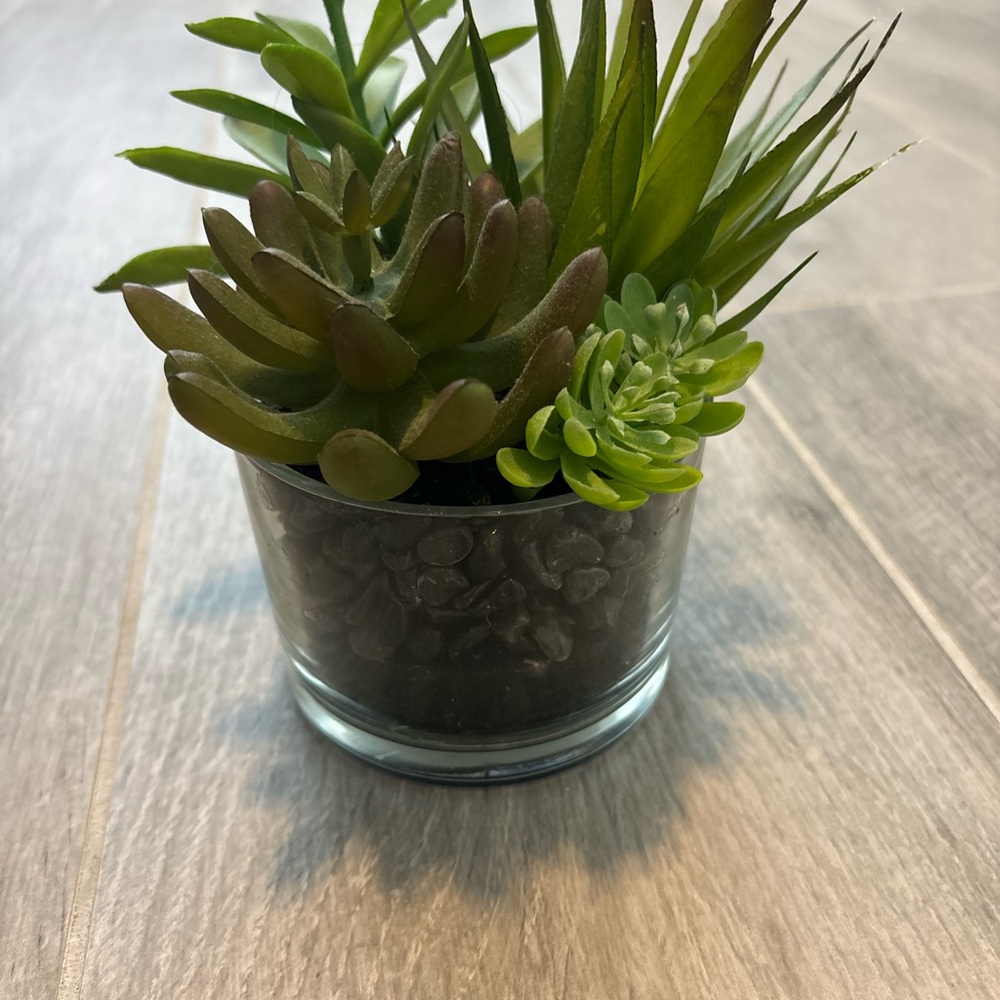 Green Succulent Arrangement in Glass Vase